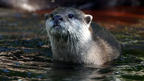 BBC An otter in the water