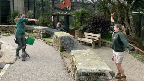 Paradise Park Keepers enacting penguin feeding time