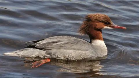 Police Scotland Goosander