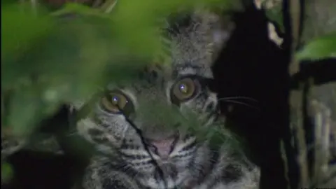 Jyrki Hokkanen Clouded leopard