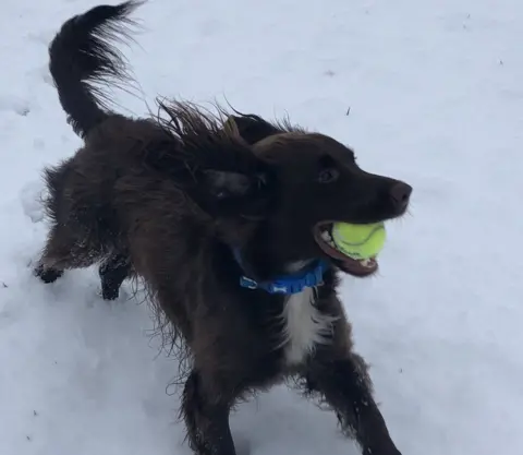 Adele Blease dog in the snow in Sale