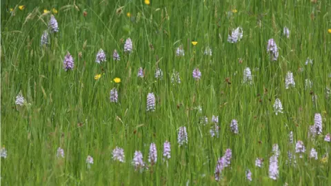 Graham Makepeace-Warne  Orchids at Close Sartfield