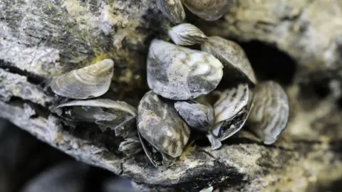 Getty Images Quagga mussels