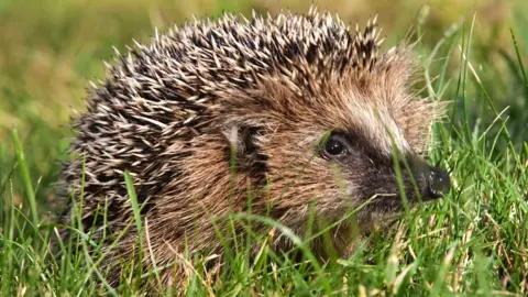 European hedgehog