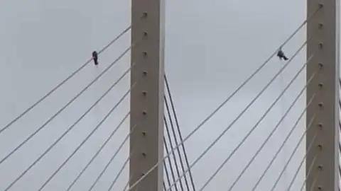 M25 Dartford Crossing closed as protesters climb bridge