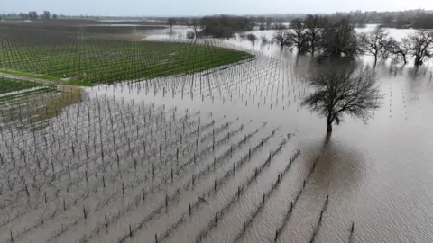 Justin Sullivan/Getty Images A flooded vineyard in Santa Rosa, California is seen from above.