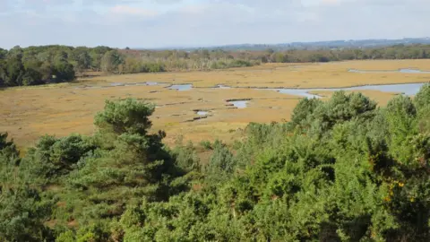 LDRS Boggy heath at Arne