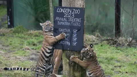 PA Media Two Sumatran tiger cubs climb up a tree with a blackboard showing population numbers.