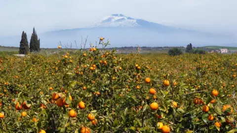 Orietta Scardino Oranges growing with Mount Etna in the background