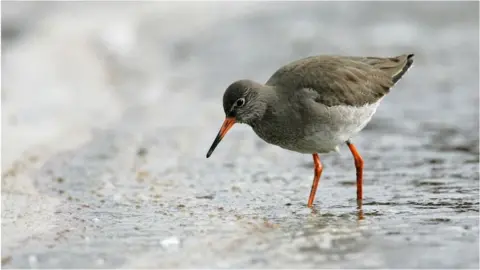 Andy Hay/RSPB Redshank