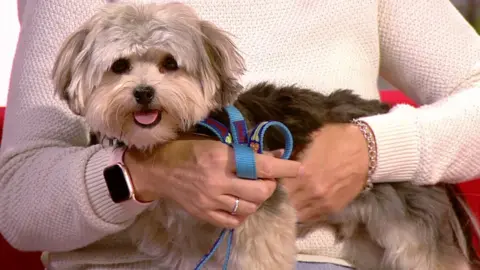 Chewie, a one-year-old Yorkshire terrier cross