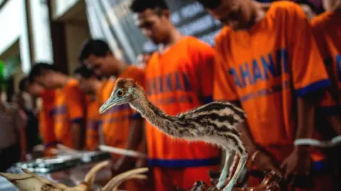 Getty Images Stuffed bird seized in Indonesia