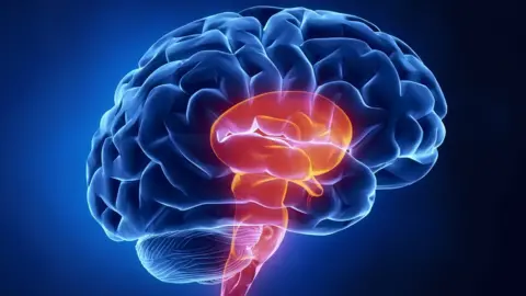 Getty Images The human brain