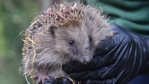 BBC Hedgehog