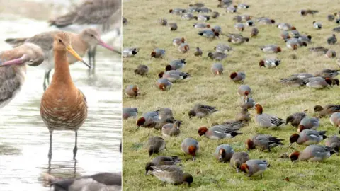 WWT Black tailed godwit and wigeon at Welney Washes