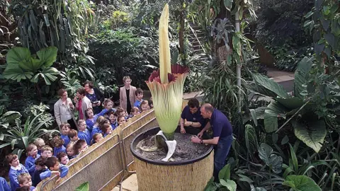 Getty Images Titan Arum