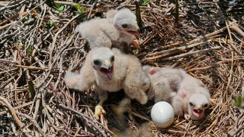 RSPB Hen harrier chicks