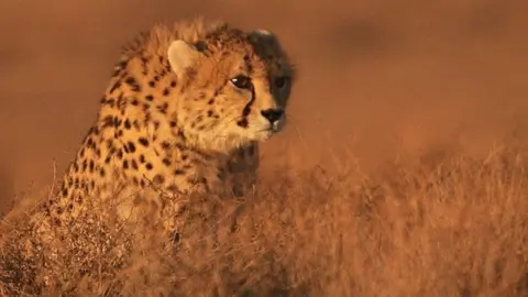 Amirhossein Khaleghi Asiatic Cheetah in Miandasht Protected Area, Iran