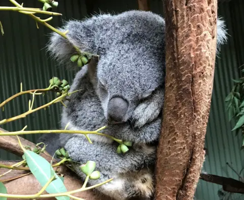 Devastating': Australian scientists race to save endangered wild koalas  from chlamydia