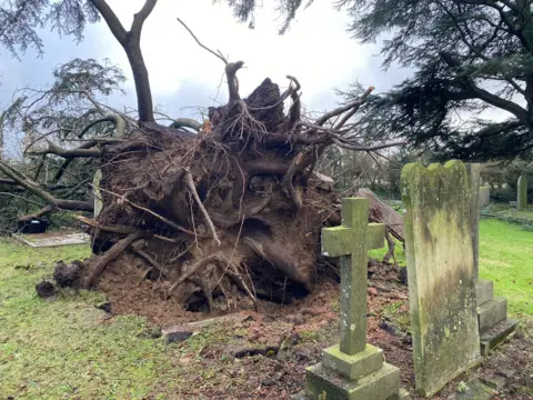 Fallen trees and grave stones