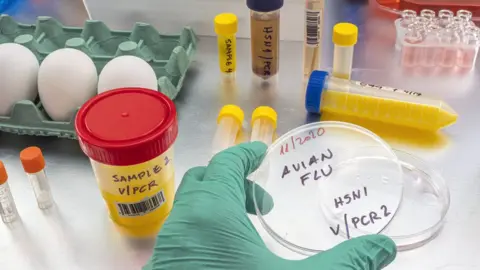 Getty Images Test tubes with Avian flu swab