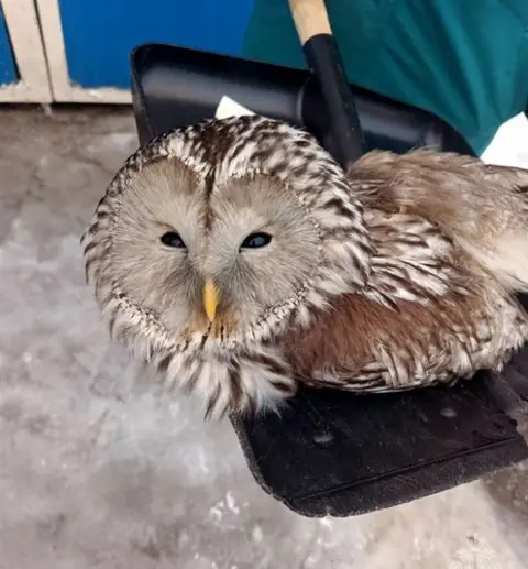 mchs_smolensk Owl on spade