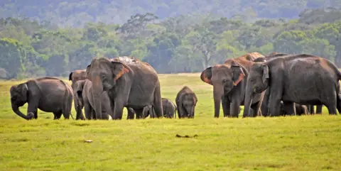 Anbarasan Ethirajan Kaudulla National Park in central Sri Lanka, August 2019.