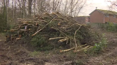 BBC Piles of wood from felled trees at Burleys Wood, Pound Hill, Crawley, West Sussex