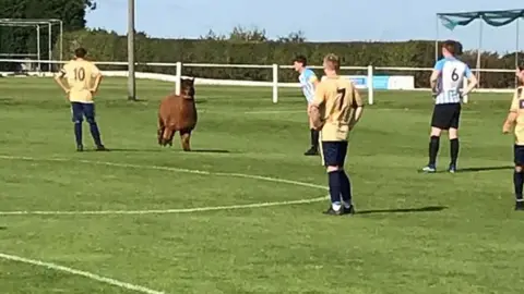 Evan Seaman Alpaca on the pitch