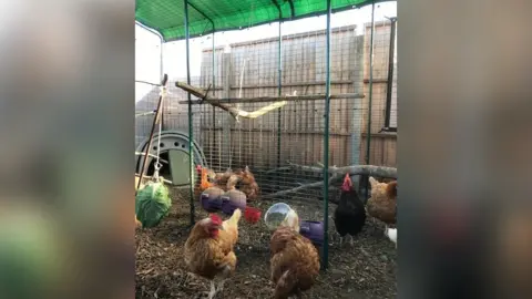 Vicky Sewell Hens inside a covered run