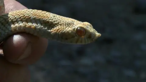 Partial albino hog nose snake