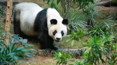 Ocean Park Panda in zoo