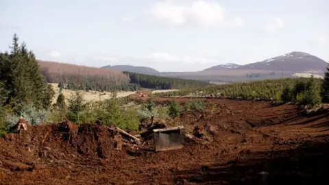 Wildcat Haven Cleared forest