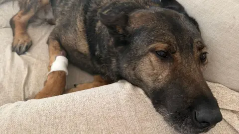 Thin Blue Paw Foundation A German Shepherd type dog lying on a sofa with his head resting on one of the arms. He has a white bandage on his right paw. 