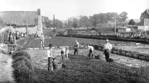 Friends of the Ewelme Watercress Beds A black and white image of people picking up watercress in the early 20th Century. Several people are in the middle of the beds with baskets to collect it in. One man at the side of the beds is holding a wheelbarrow. Some of them are looking at the camera.