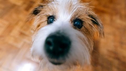 Jack Russell dog looks at camera. Its nose is very close to the lense.