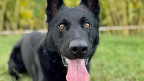 Wiltshire Police Police dog Conan