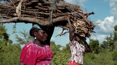 BBC News Refugees in Uganda carrying wood
