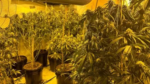 West Yorkshire Police Cannabis plants