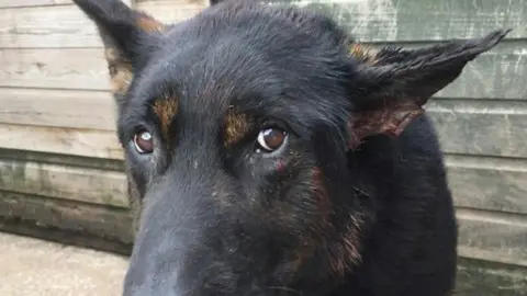 Warwickshire Police Police dog Bacca