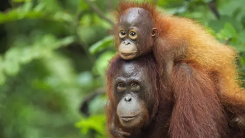 Getty Images Orangutans are one of the endangered species whose habitat is degraded by humans