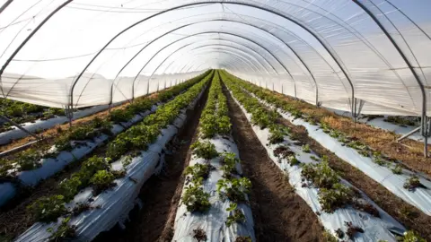 Getty Images polytunnel