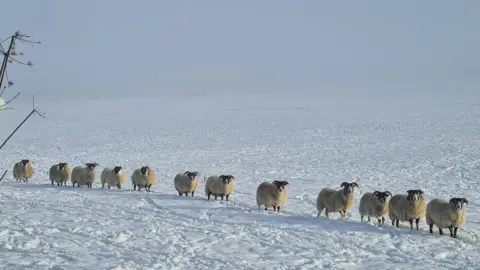 Liz McCree Twelve sheep in a line from left to right, standing in a snowy field 