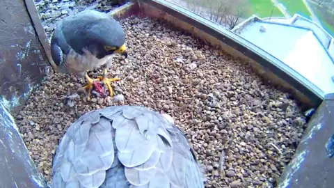 Derbyshire Wildlife Trust Peregrines