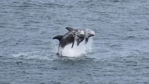 Two dolphins can be seen suspended in mid air as they emerge out of the water. They are grey and you can see their eyes looking to the side. Sea surrounds them.