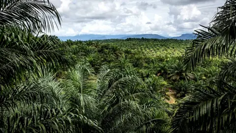 Getty Images A view of palm oil plantation in Aceh province, Indonesia