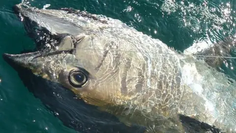 Greg Whitehead An Atlantic Bluefin Tuna at the surface of the water, after it was hooked by a recreational angler