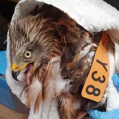 Hart Wildlife Rescue  Red Kite in care