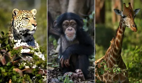 Getty Images Collage of leopard, chimpanzee and giraffe all from Getty