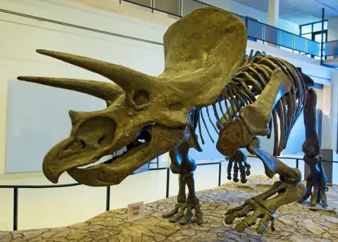 SPL Triceratops
